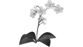 Certificate in Floriculture