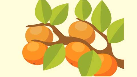 Certificate in Fruit Production